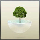 Bonsai-1